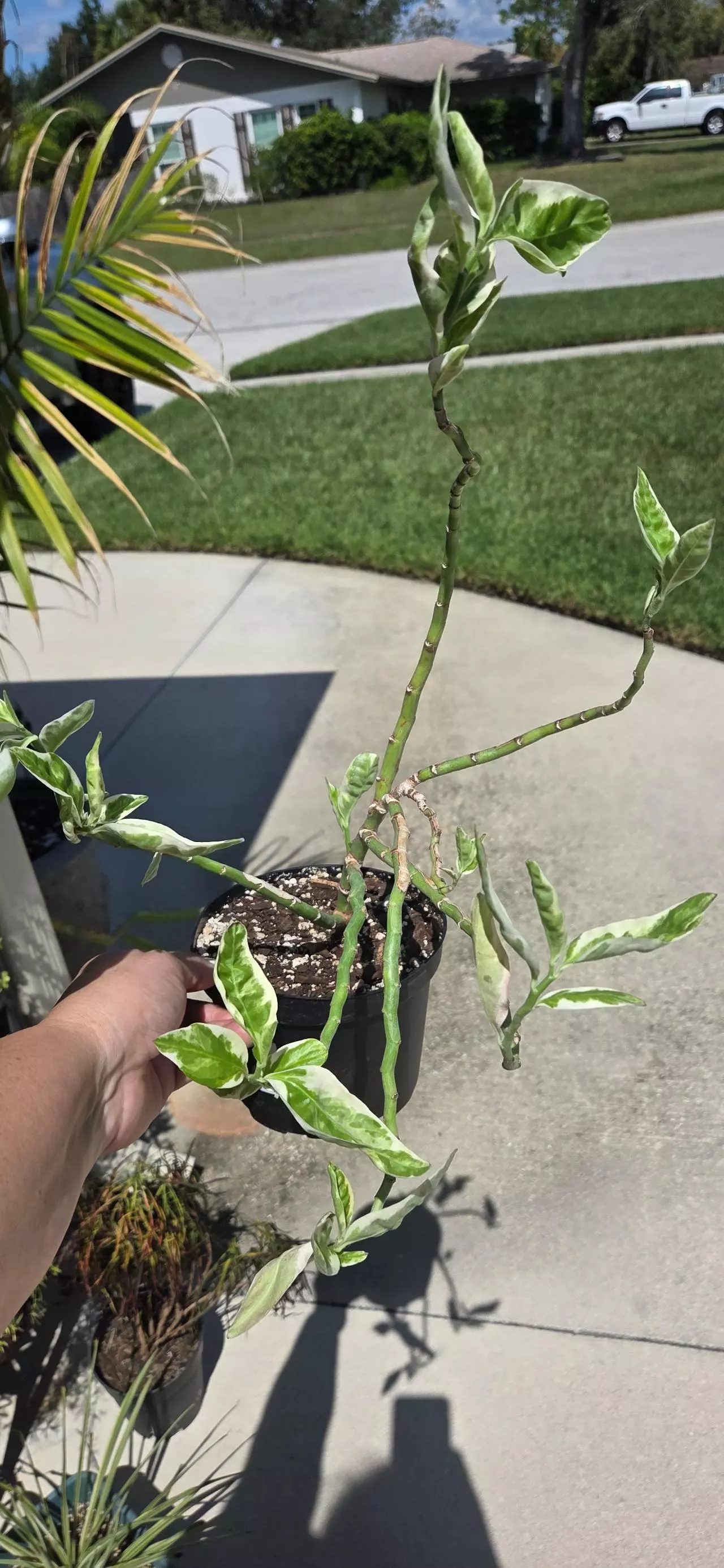 plant/Devil's backbone-1