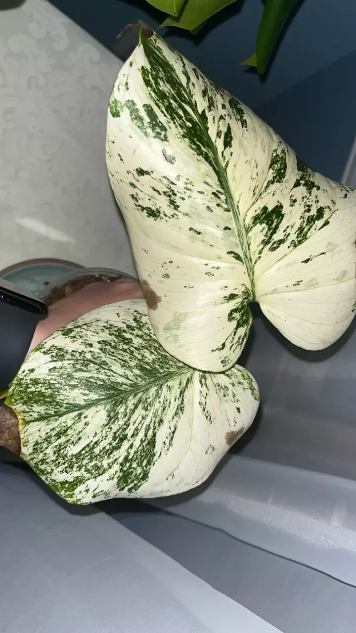 plant/White Monster two leaf-0