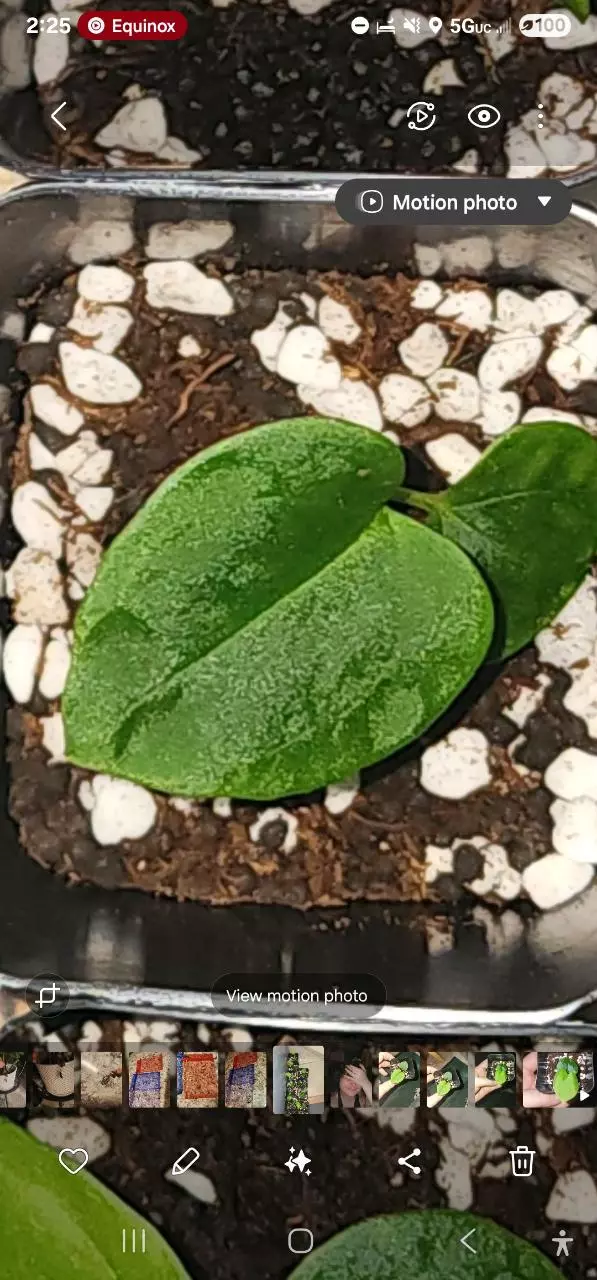 plant/Rare! Anthurium papillaminum  (long x long bullet)x(rlxfs) x long x long bullet-1