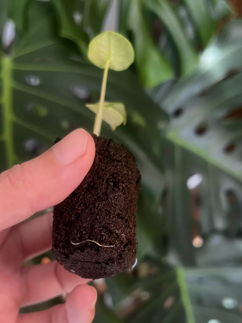 plant/Alocasia Ninja Tricolor-3