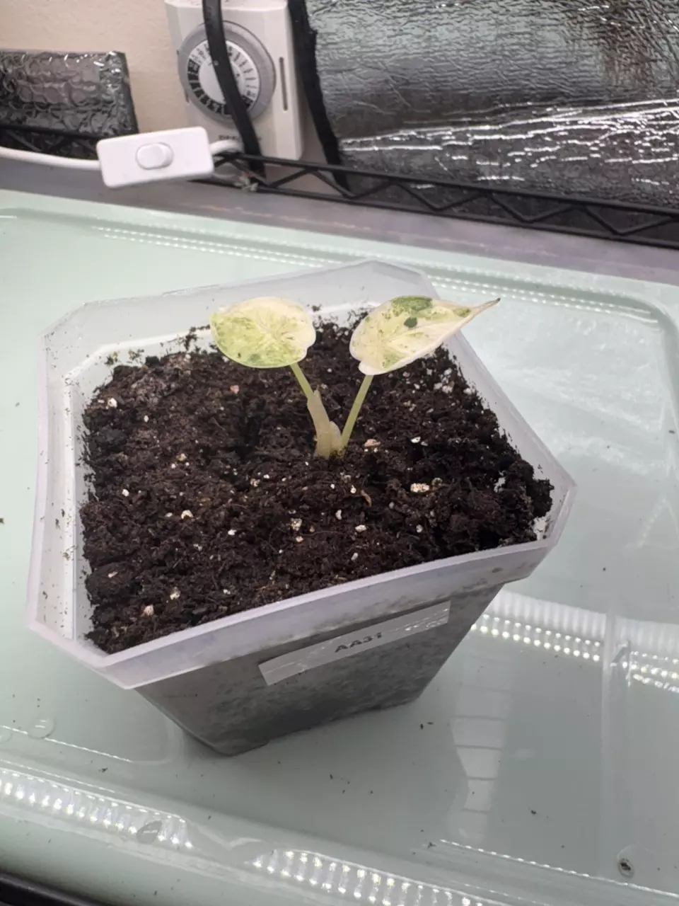 plant/Alocasia Dragon Scale Mint AA31-0