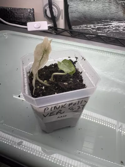 plant/Alocasia Pink Polly AA32-0-thumbnail