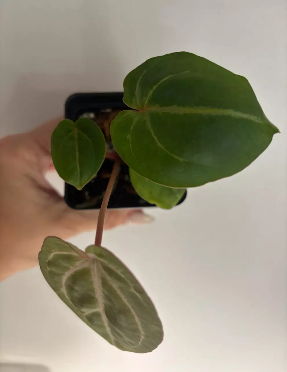 plant/Doc Block f2 anthurium-0