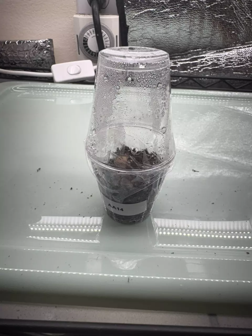 plant/PBV corm AA14-0