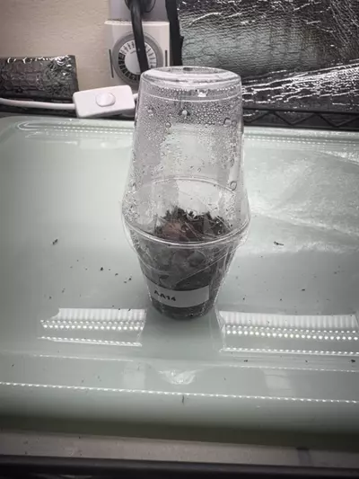 plant/PBV corm AA14-0-thumbnail