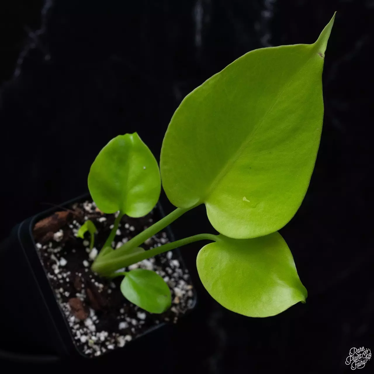 plant/Monstera ‘Lemon Lime’ *Grower’s Choice*-0