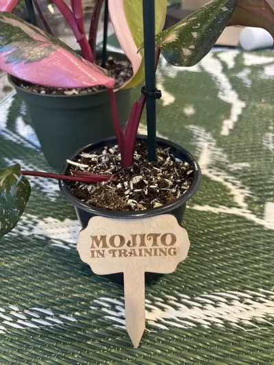 plant/Funny-plant stakes (5)-4-thumbnail