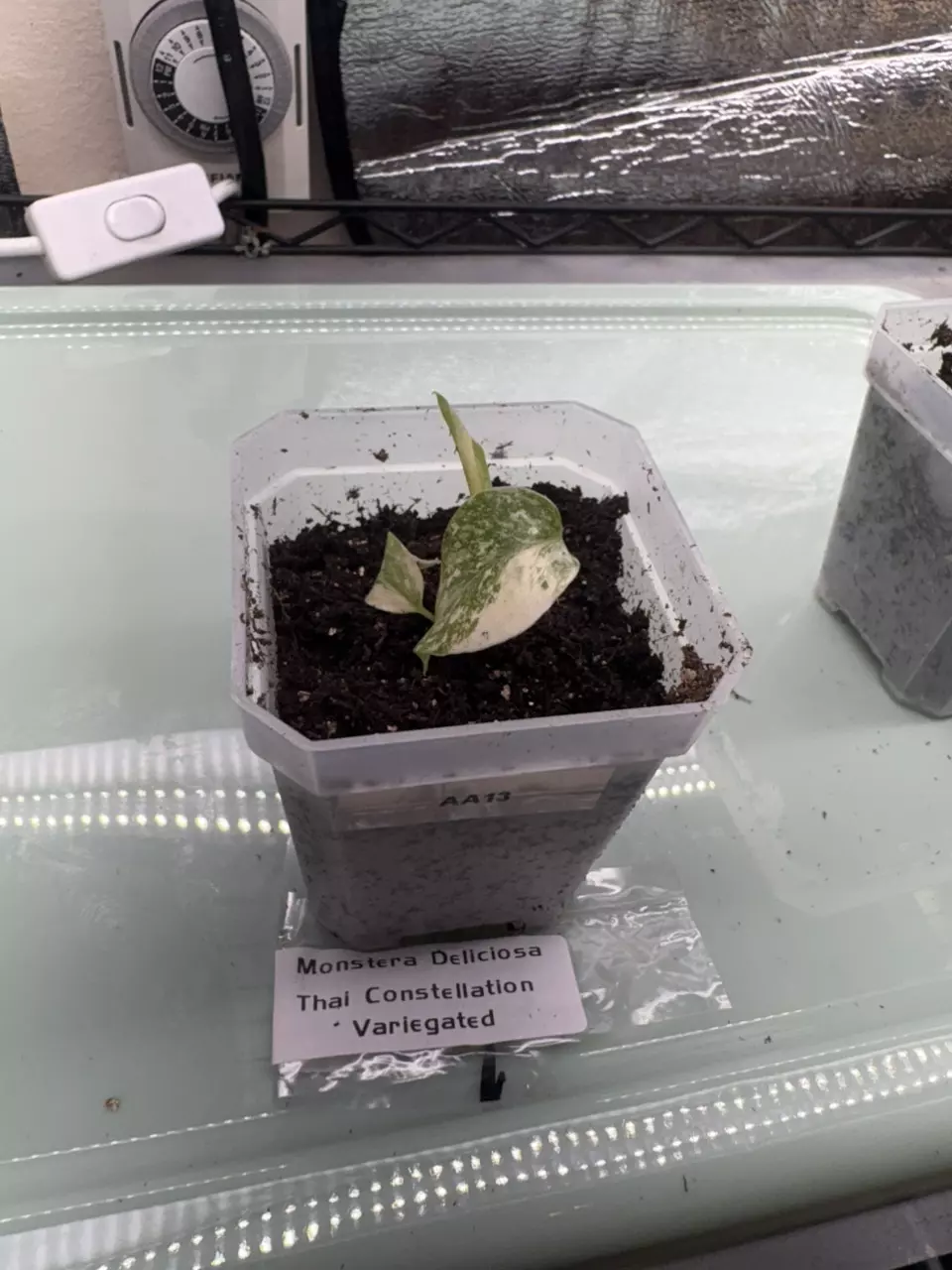 plant/Monstera Deliciciosa Thai Con Var AA13-0