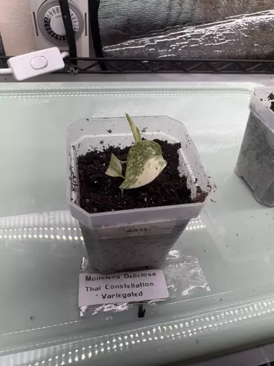plant/Monstera Deliciciosa Thai Con Var AA13-0-thumbnail