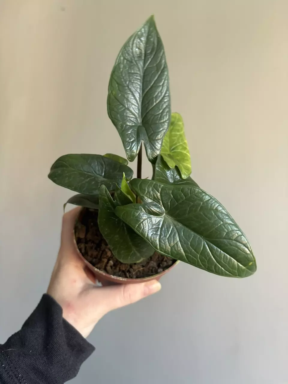 plant/Alocasia Scalprum-0