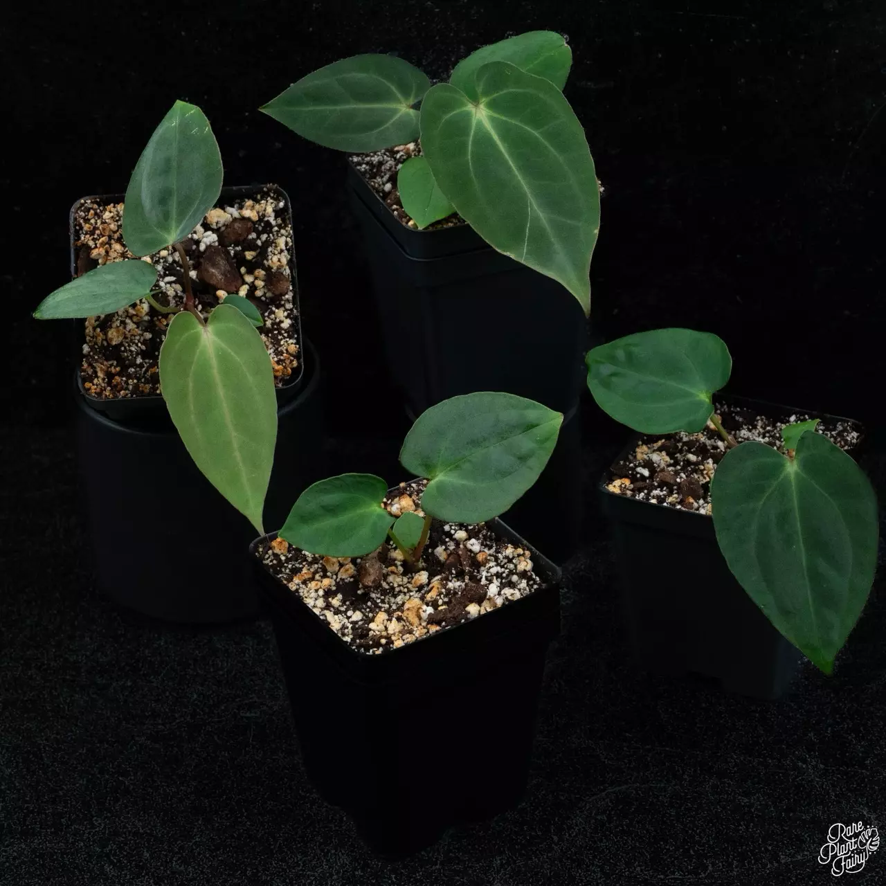 plant/Anthurium antolakii (previously BVEP) x carlablackiae *Grower's Choice*-0