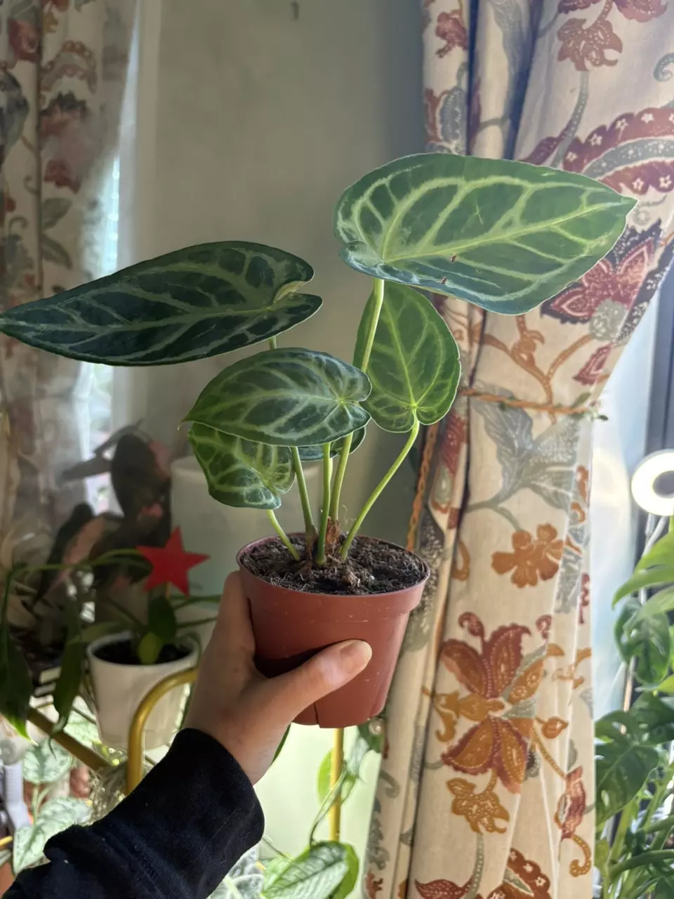 plant/Anthurium Silver Blush-1