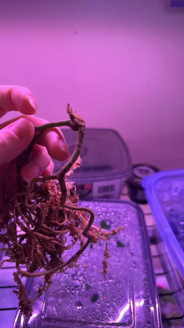 plant/Anthurium sp. Nov DF fresh bottom cutting-1