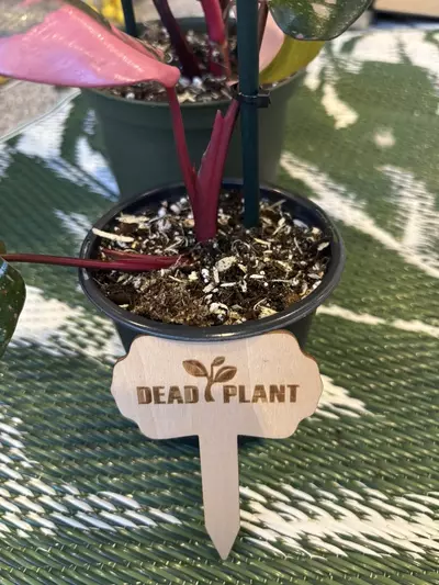 plant/Funny plant stakes (6)-3-thumbnail