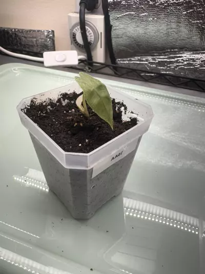 plant/Pink polly AA07-0-thumbnail