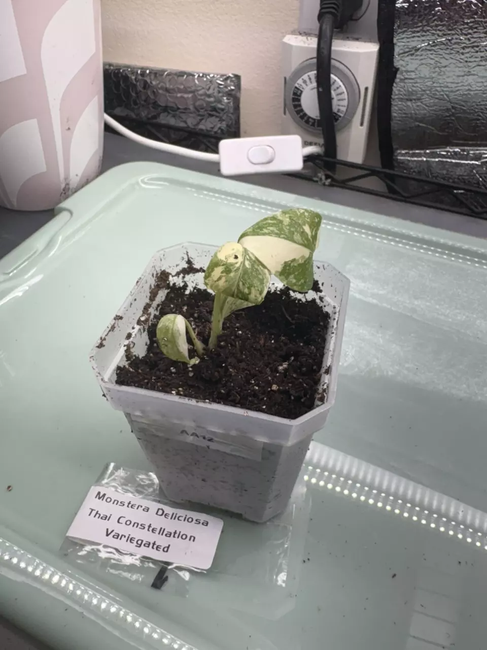 plant/Monstera Deliciciosa Thai Con Var AA12-0