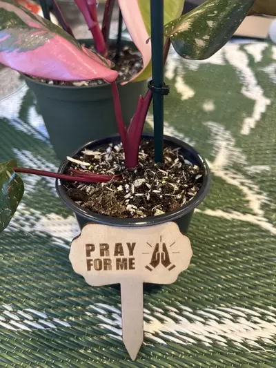 plant/Funny plant stakes (6)-4-thumbnail