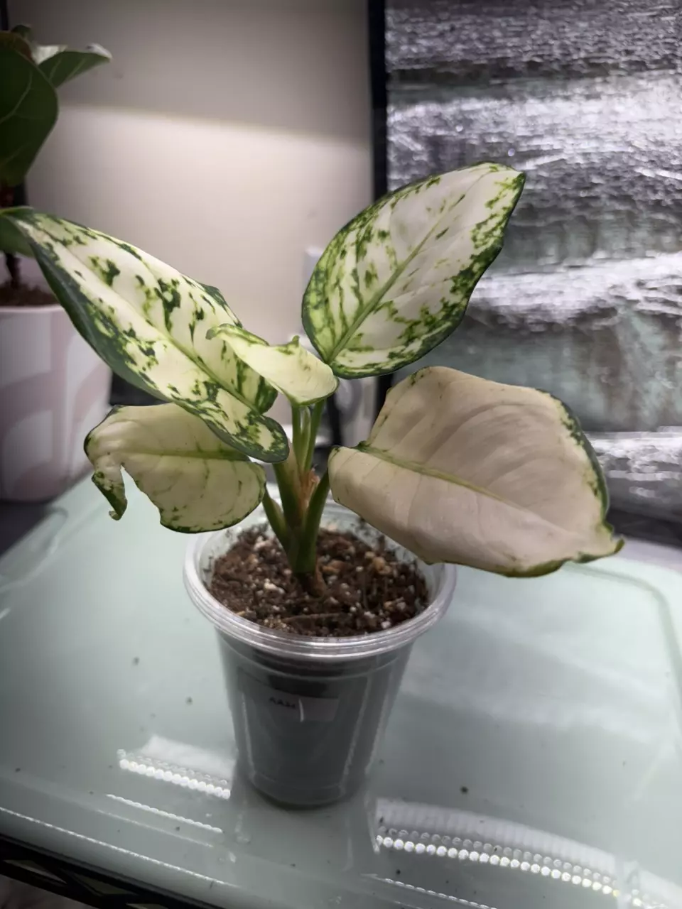 plant/Agaonimia AA34-0