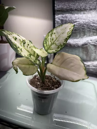 plant/Agaonimia AA34-0-thumbnail