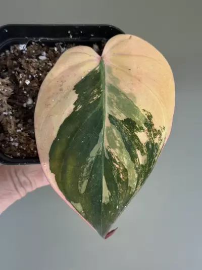 plant/150 XL Ferrari Micans rooted cutting-0-thumbnail