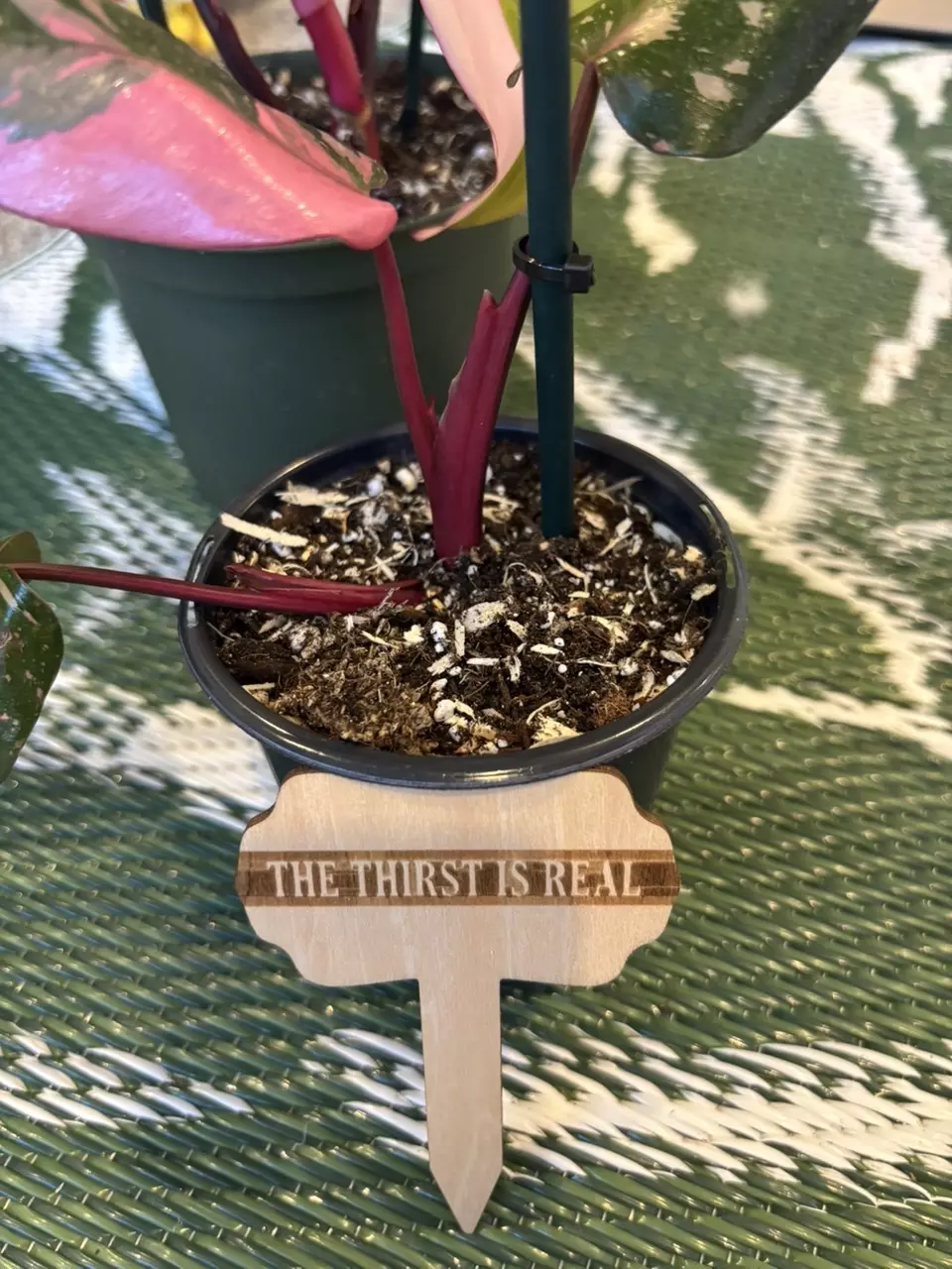 plant/Funny plant stakes (6)-0