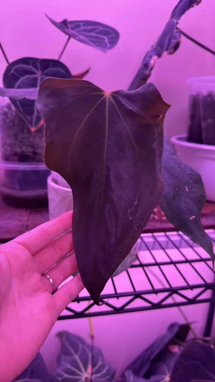 plant/Anthurium sp. Nov DF fresh bottom cutting-4