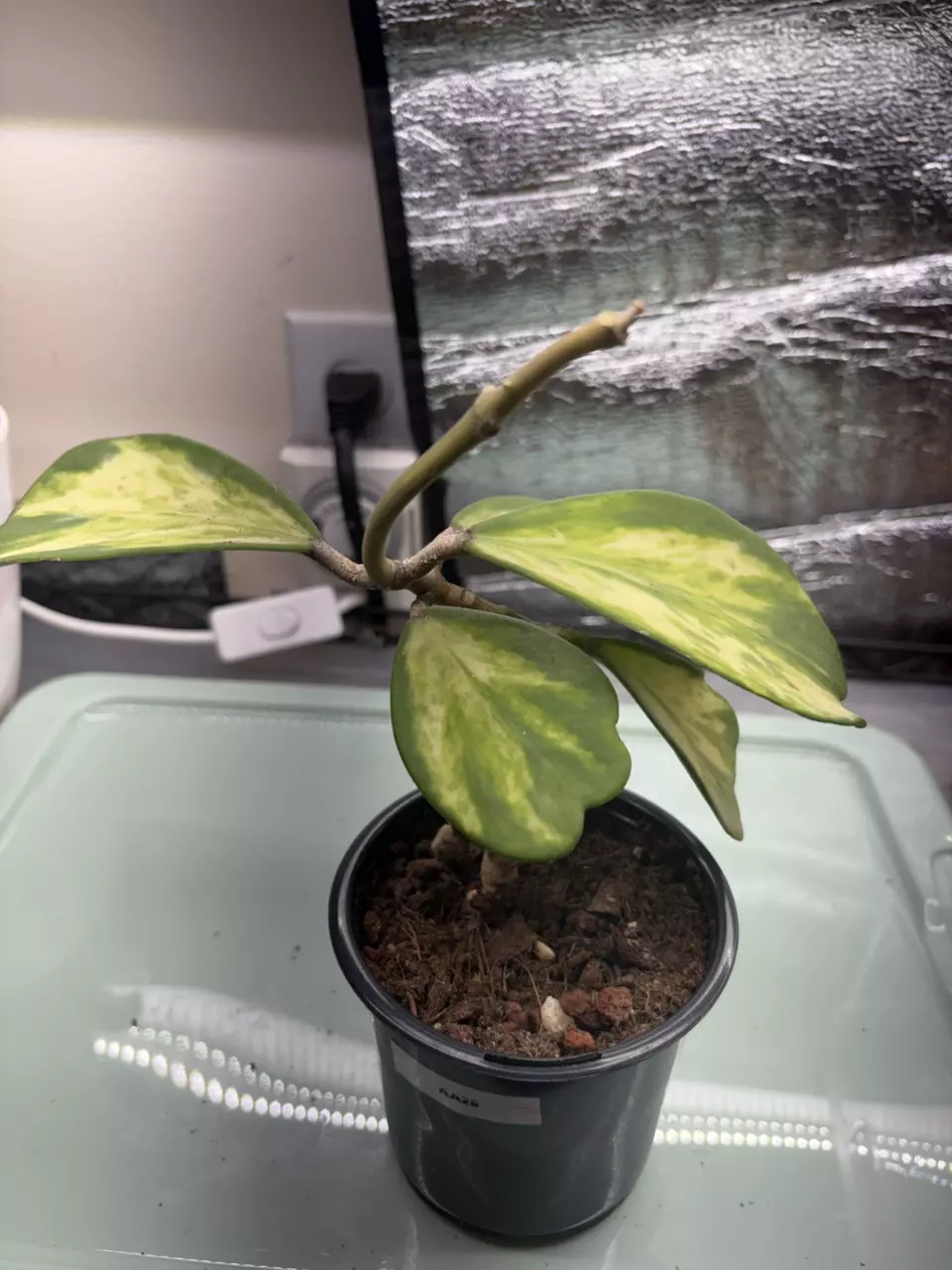 plant/Hoya Kerrii Var AA26-0