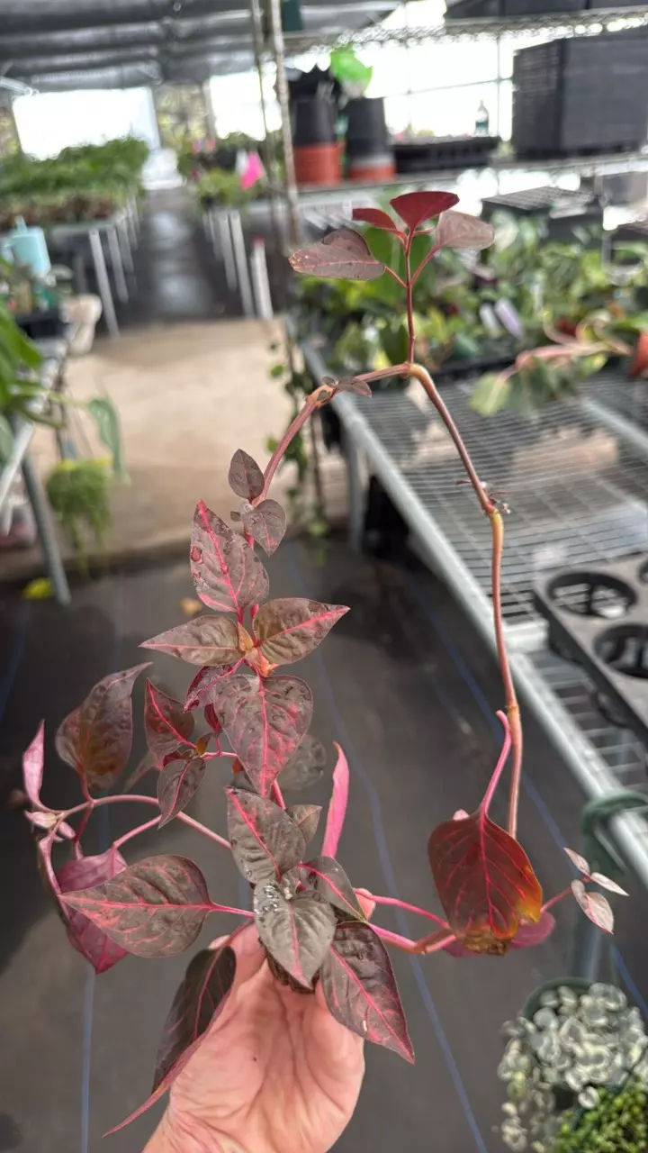 plant/Matts After Party starting plant-0
