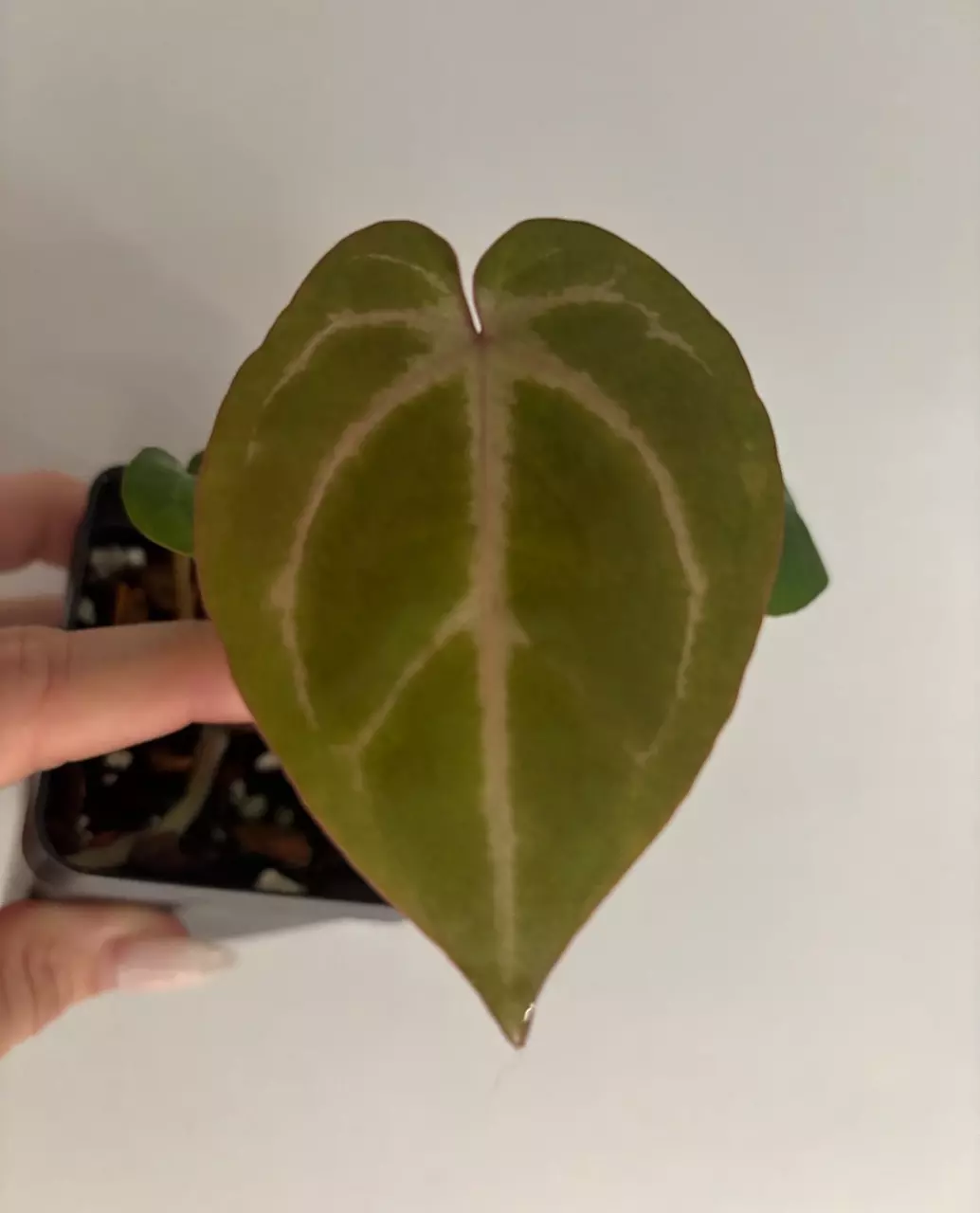 plant/Doc Block f2 anthurium-1