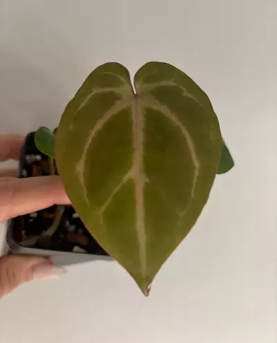 plant/Doc Block f2 anthurium-1-thumbnail