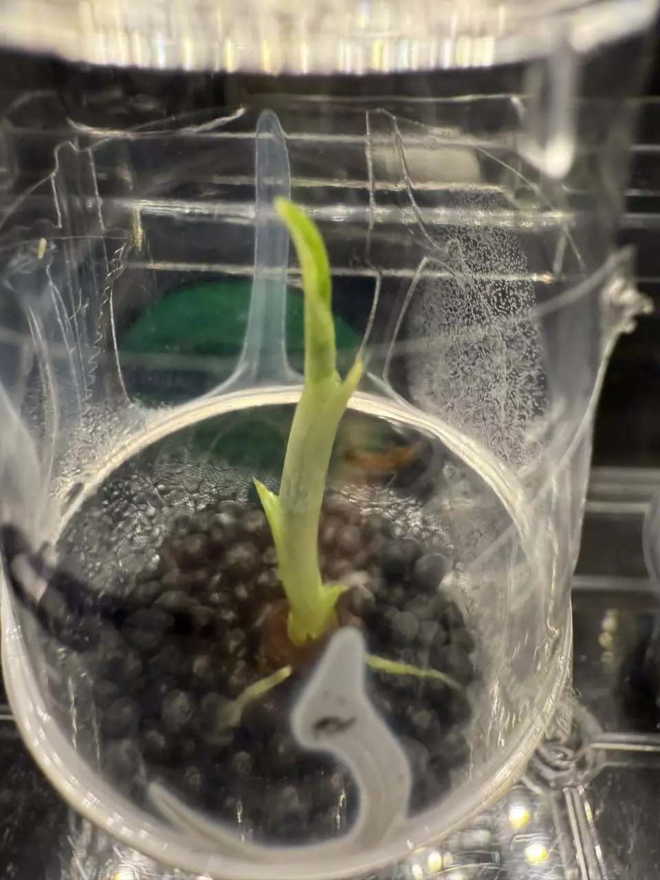 plant/Variegated Frydek sprouted corm(9)-0