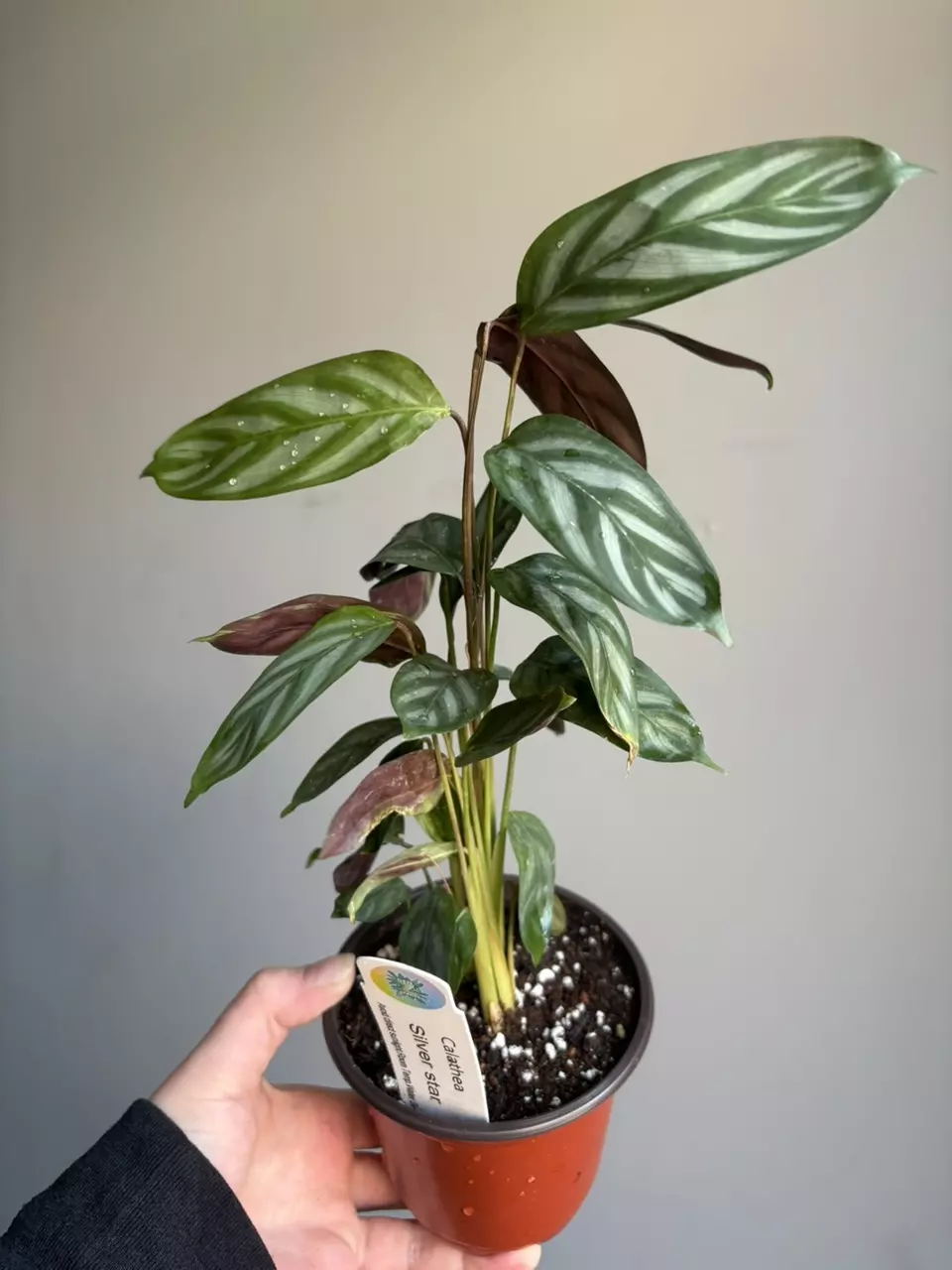 plant/Calathea Silver Star-0