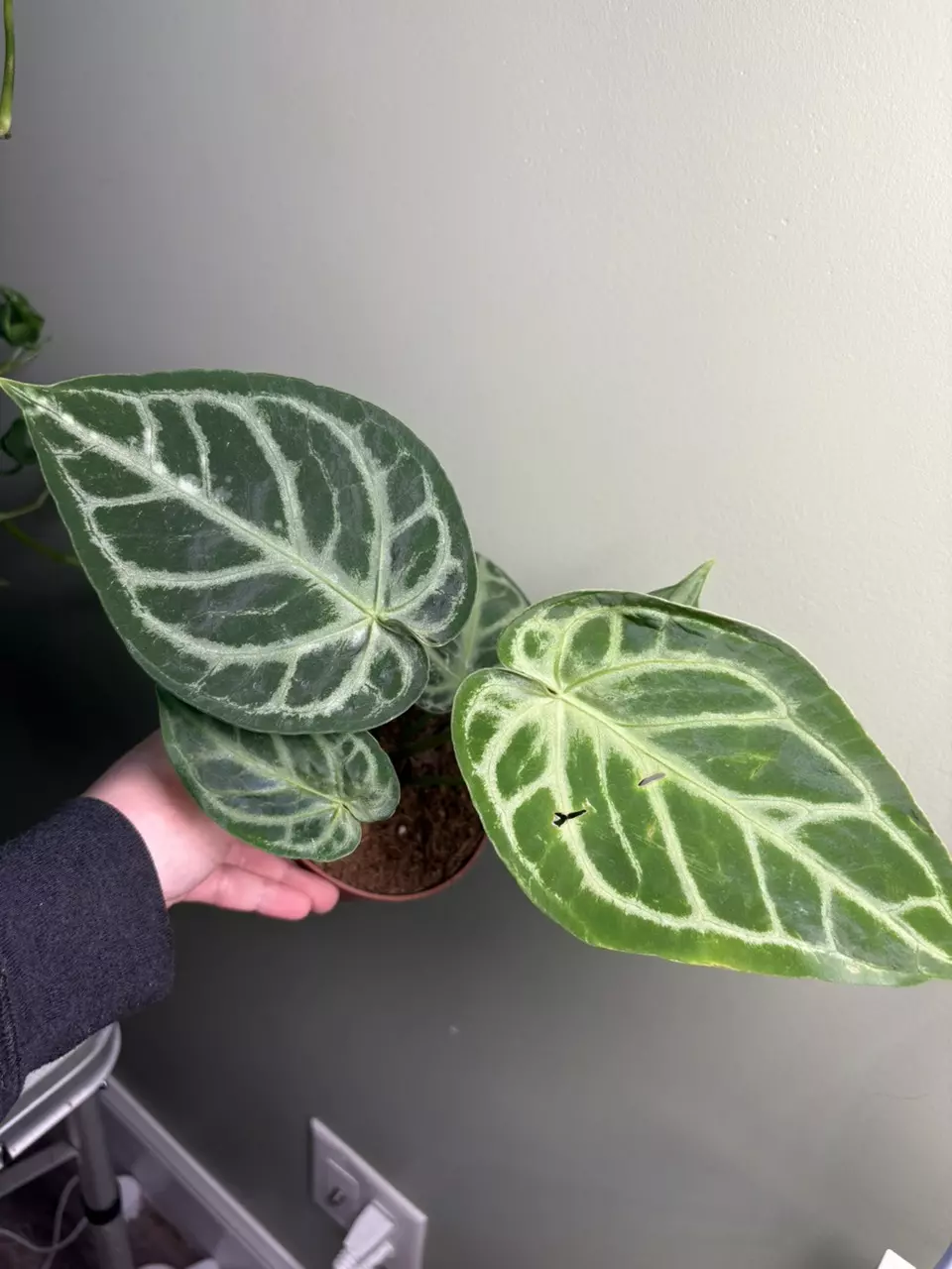 plant/Anthurium Silver Blush-0