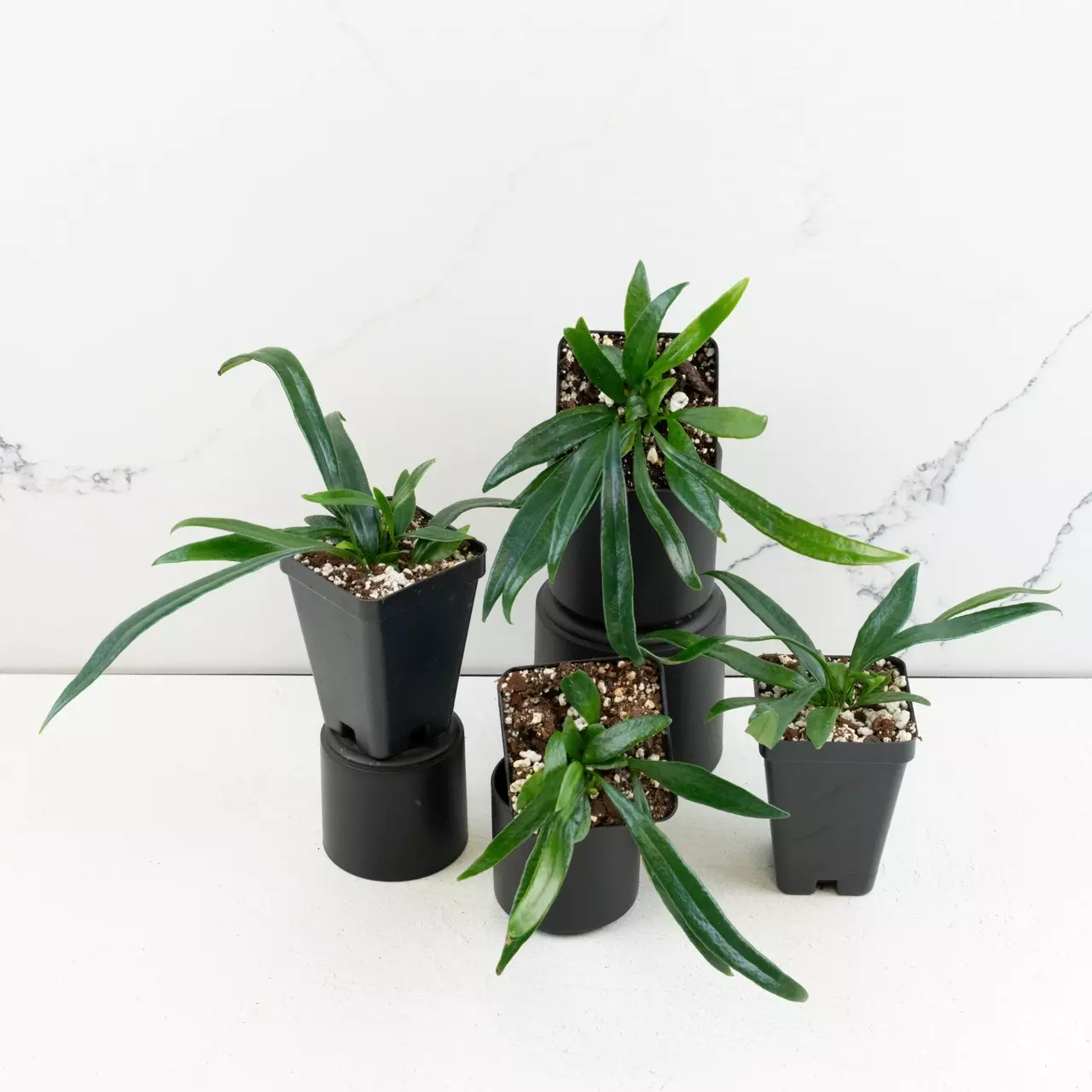 plant/Microsorum Thailandicum ‘Blue Oil Fern’ *Grower’s Choice*-0