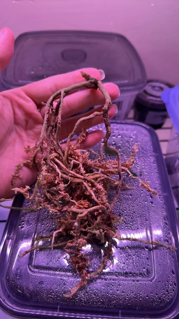 plant/Anthurium sp. Nov DF fresh bottom cutting-0
