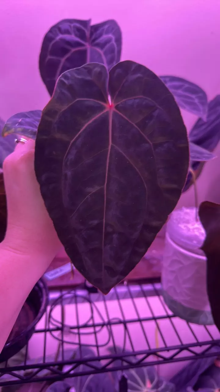 plant/Anthurium blood moon clone fresh bottom cut-2
