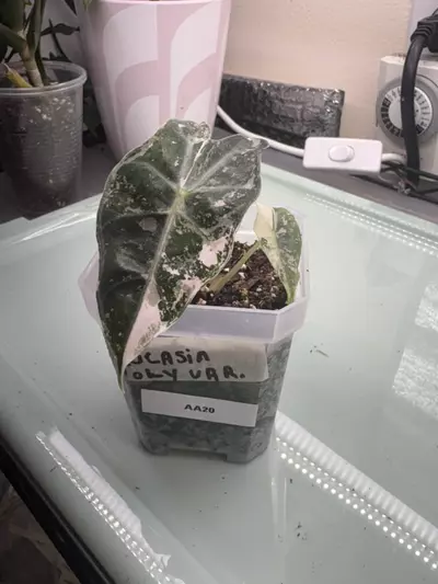 plant/Alocasia Poly Var AA20-1-thumbnail