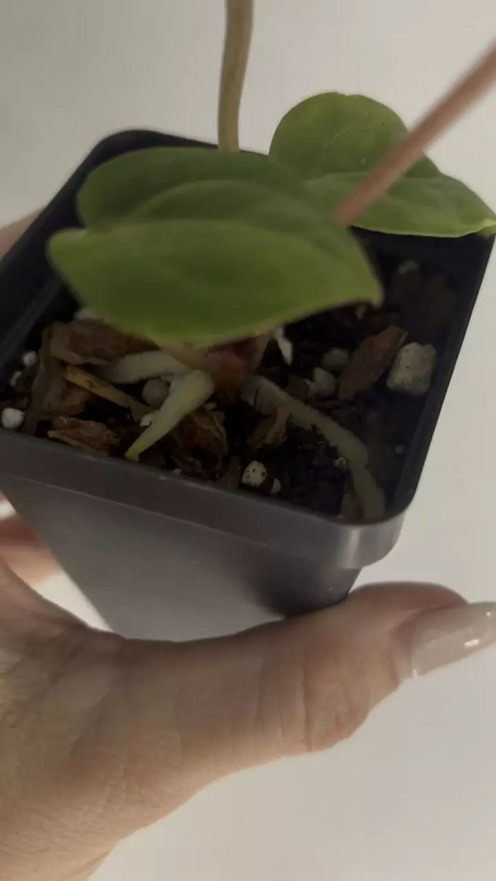 plant/Doc Block f2 anthurium-2