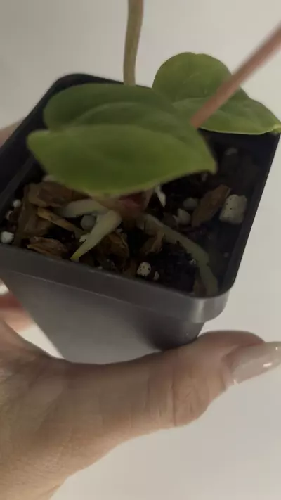 plant/Doc Block f2 anthurium-2-thumbnail