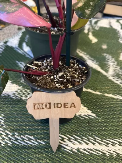 plant/Funny plant stakes (6)-5-thumbnail