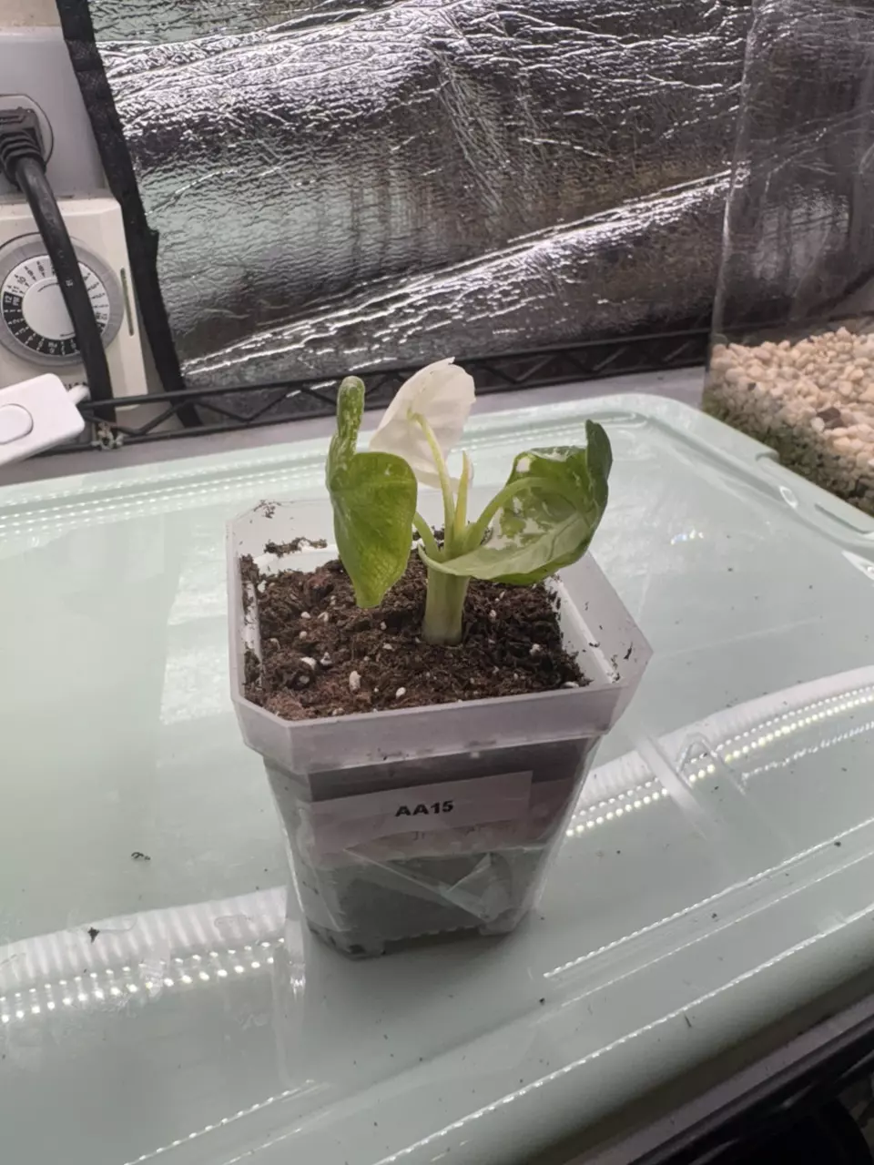 plant/Alocasia Frydek AA15-0