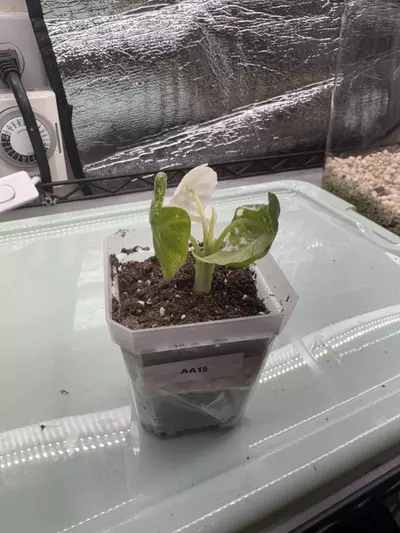 plant/Alocasia Frydek AA15-0-thumbnail