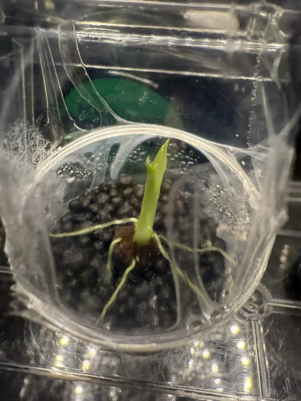 plant/Variegated Frydek sprouted corm(10)-0