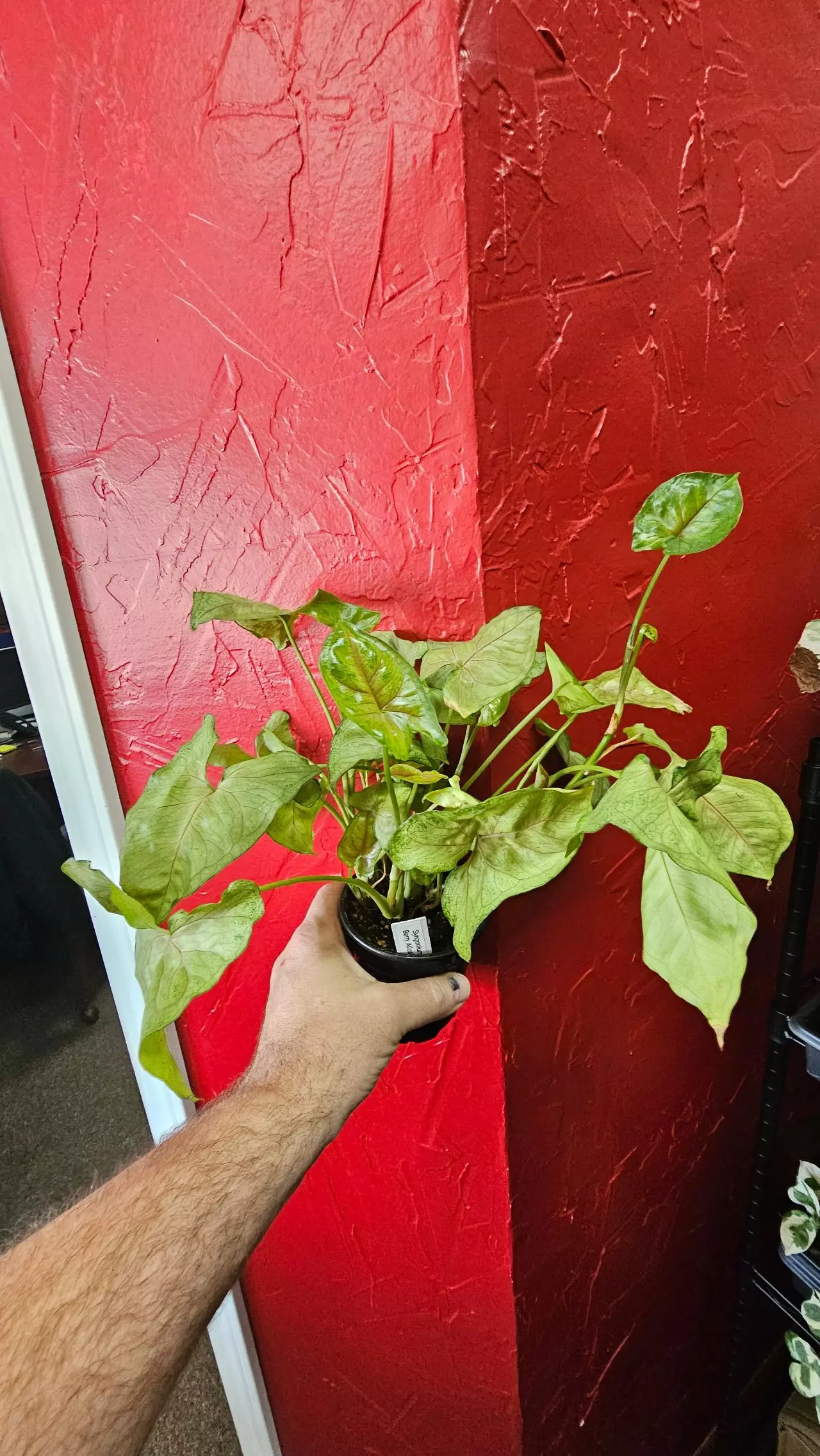 plant/Syngonium Berry Allusion-1