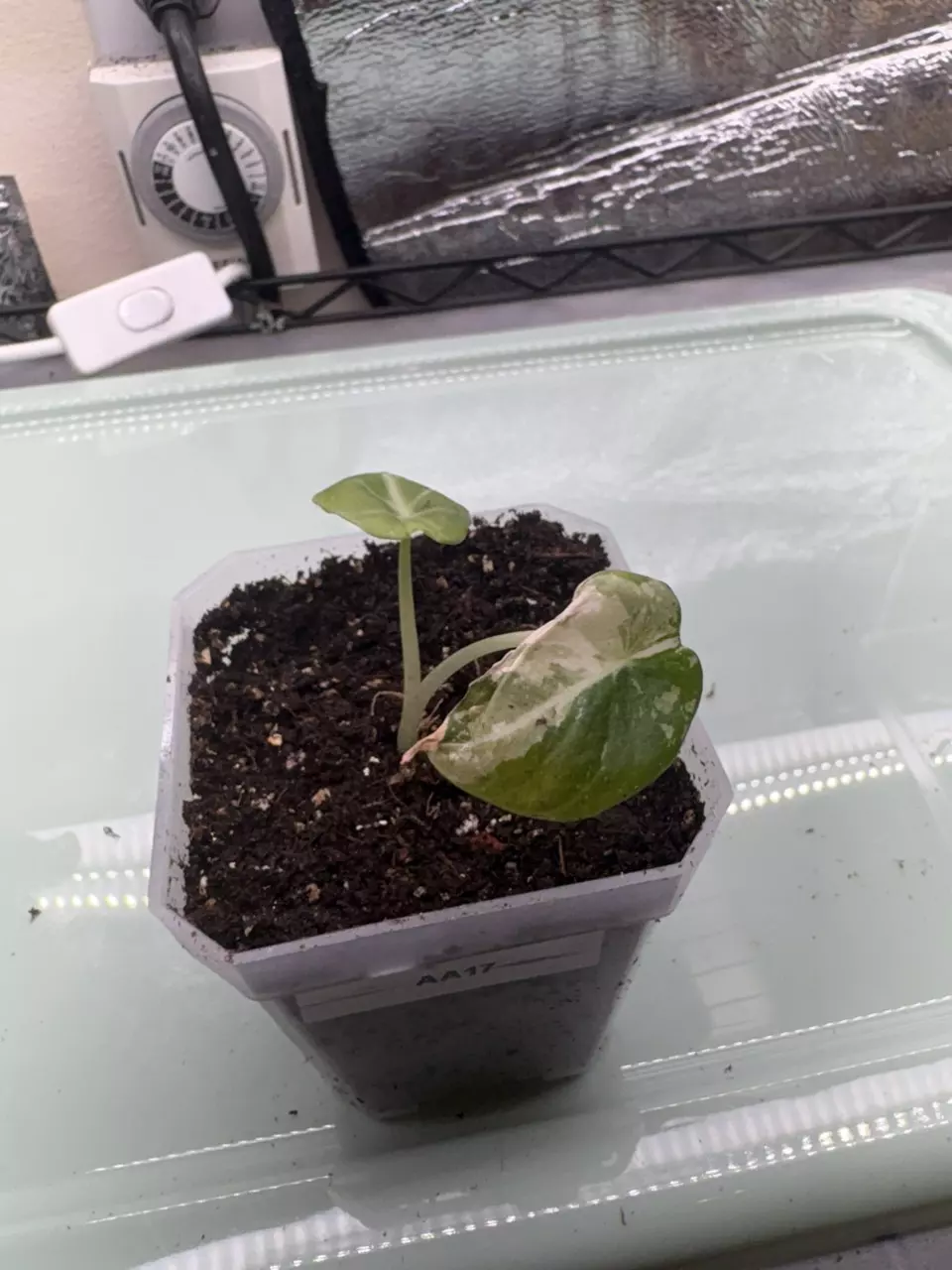 plant/Pink Black Velvet AA17-0