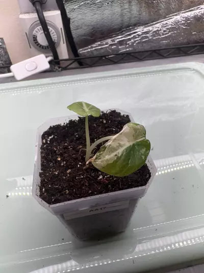 plant/Pink Black Velvet AA17-0-thumbnail