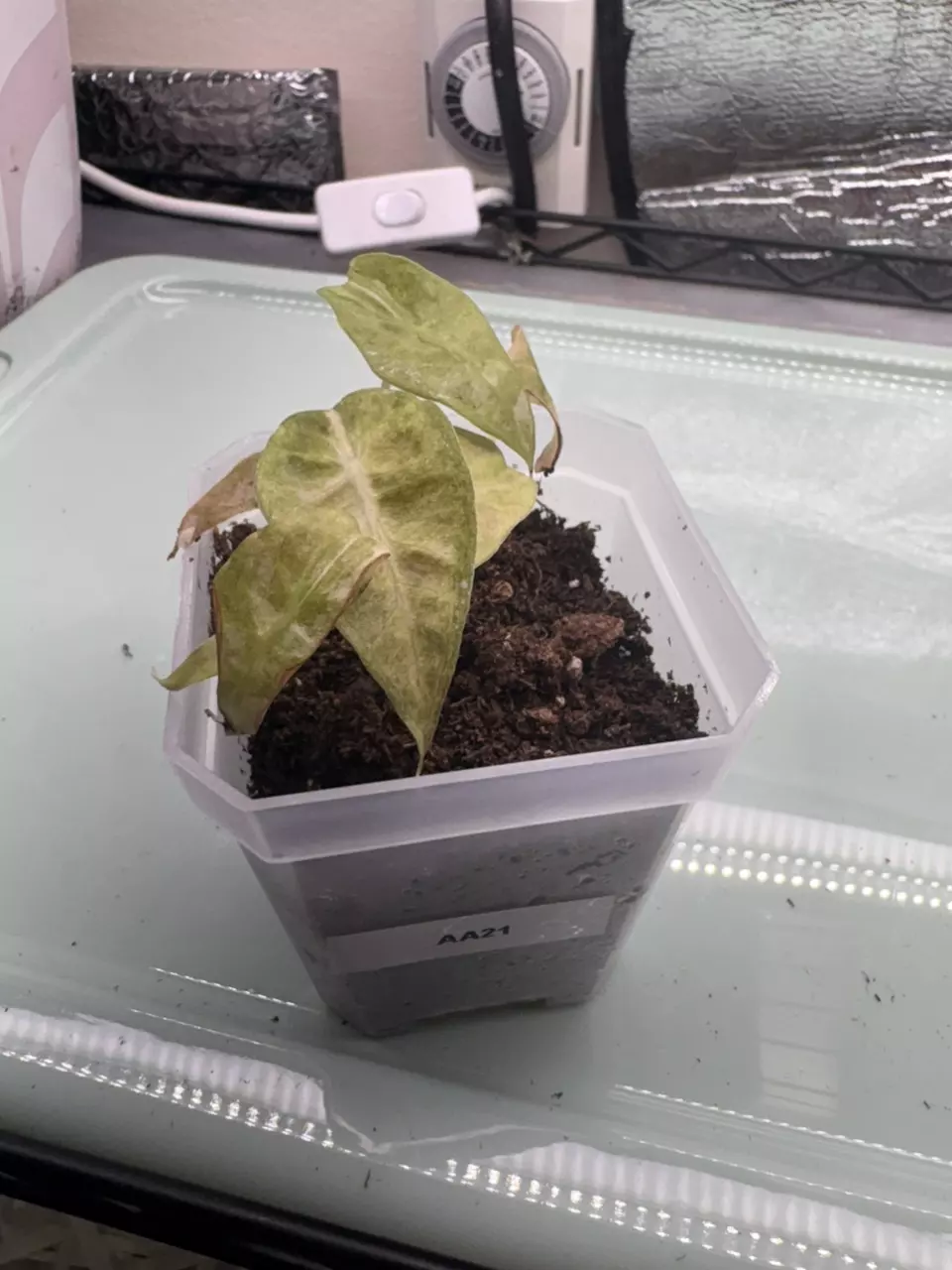 plant/Alocasia Poly Aurea AA21-0