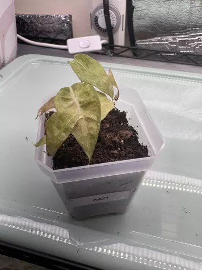 plant/Alocasia Poly Aurea AA21-0-thumbnail