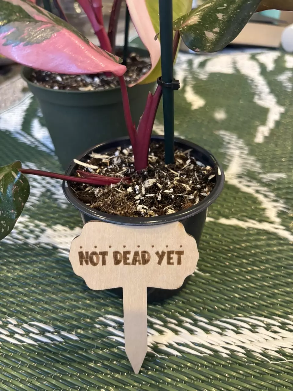 plant/Funny-plant stakes (5)-1