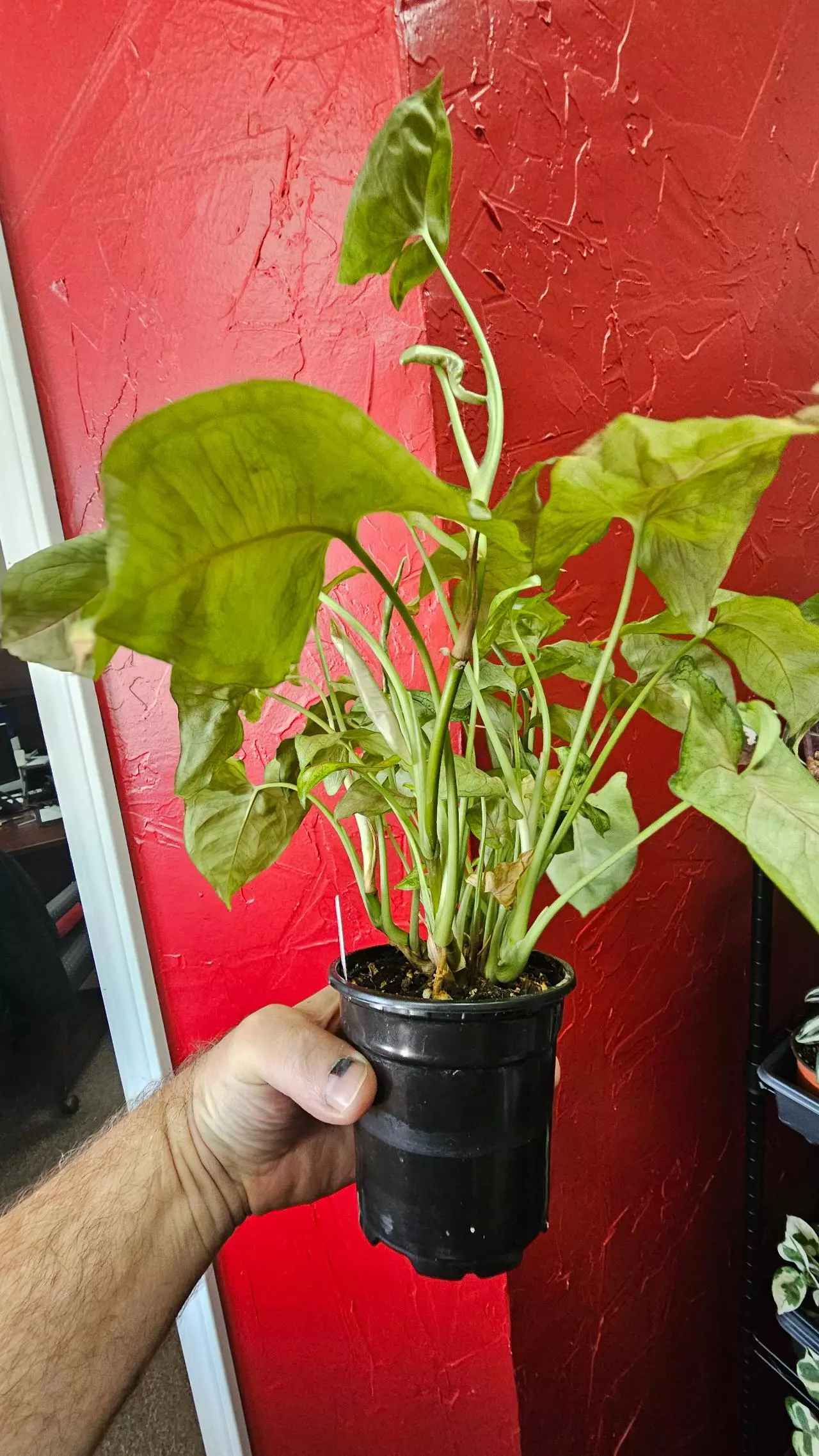 plant/Syngonium Berry Allusion-0